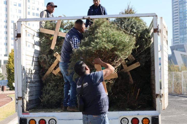 Realiza Huixquilucan campaña de reciclaje de árboles de Navidad