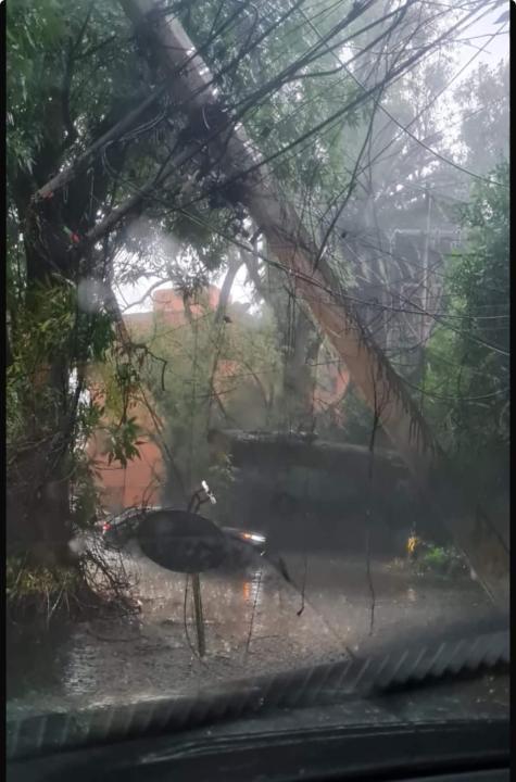 Varios árboles se desplomaron por los vientos y la lluvia; dos cayeron sobre una escuela y otro sobre un auto